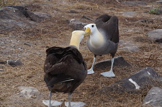 22-524 Galapagos Albatros
