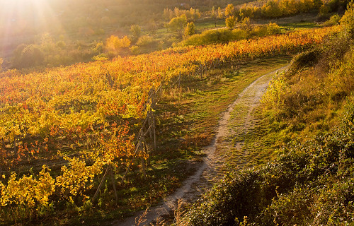jeseň autumn fall vinohrady bratislava ba rača krasňany slovensko slovakia sr svk sk vinič víno réva field pole vine vineyard sunses západslnka nature