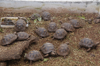 21-084 Charles Darwin Center - reuzenschildpadden