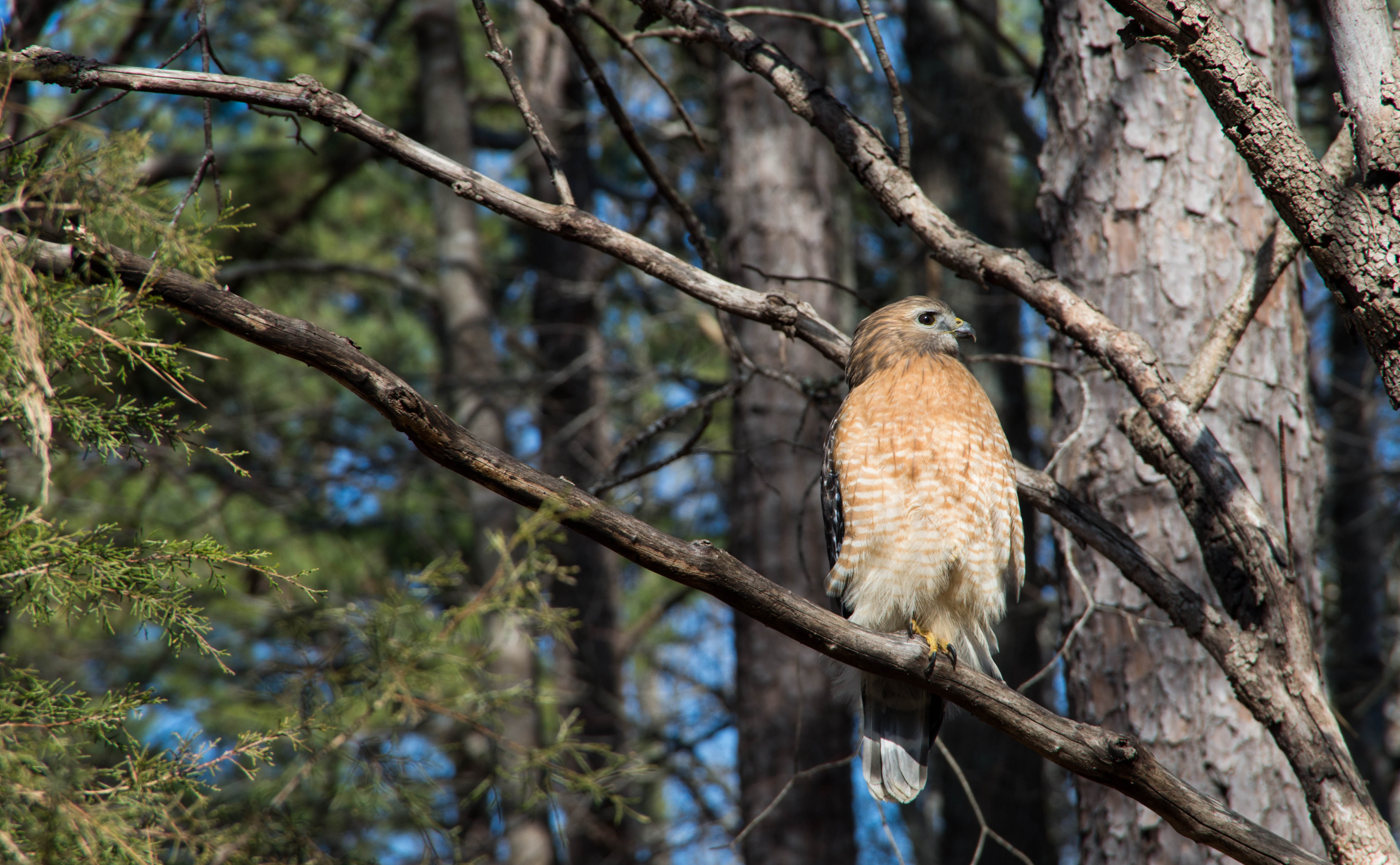 Red-tailed Hawk and Lake Lynn