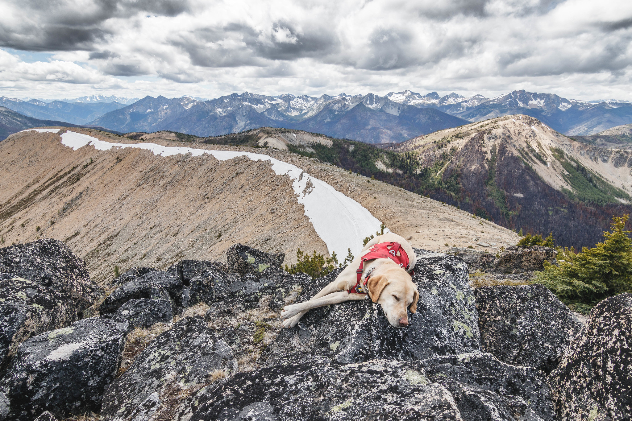 Summit dogs on Two Point Mountain