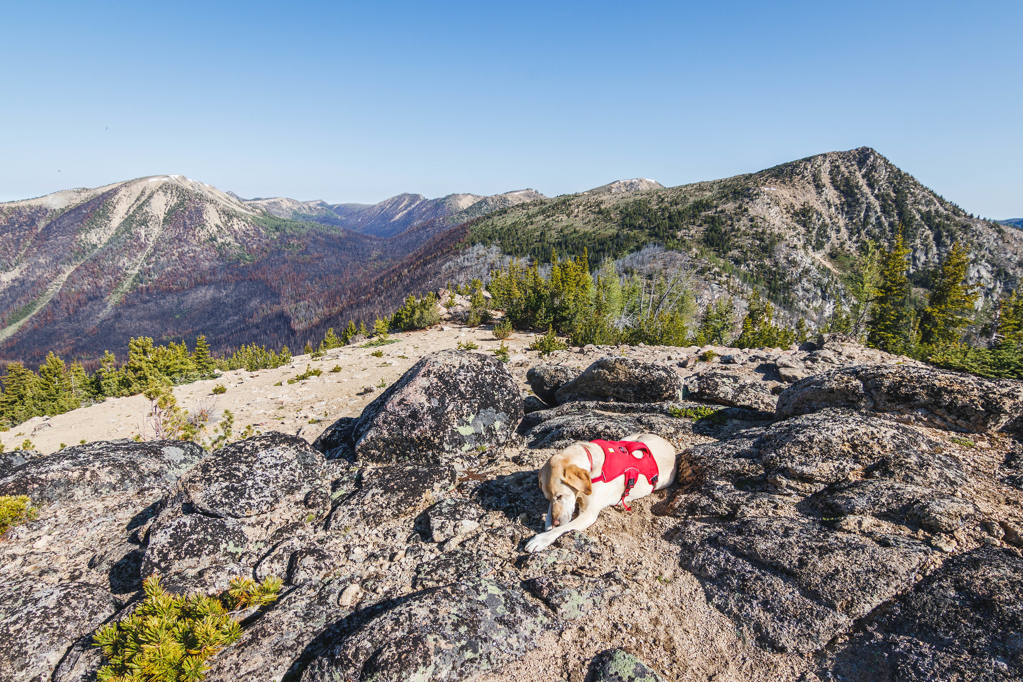 Summit dogs on Foxy Peak