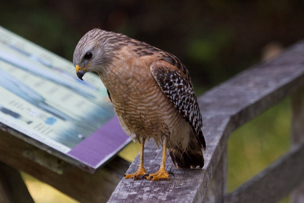 Red-shouldered Hawk|Corkscrew Swamp Sanctuary or Bonita Lakes RV|FL | 2015-03-20at06-24-4512